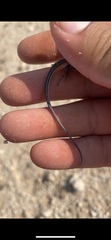 Aspidoscelis sexlineatus