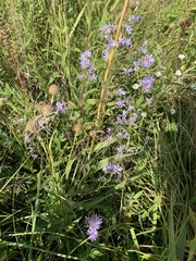 Symphyotrichinae