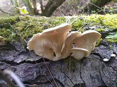 Pleurotus ostreatus