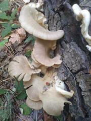 Pleurotus ostreatus