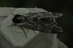 Sphinx poecila