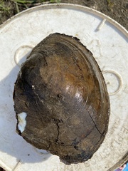 Lasmigona complanata