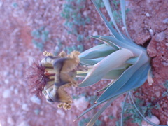 Ferraria variabilis