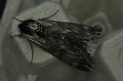 Sphinx poecila