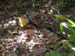 Pseudechis porphyriacus