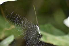 Cyrtophora cicatrosa