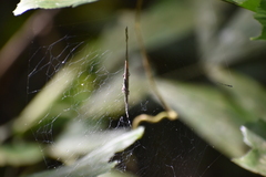 Cyrtophora cicatrosa