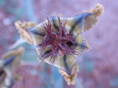 Ferraria variabilis