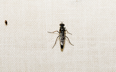 Ozodiceromyia