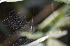 Cyrtophora cicatrosa