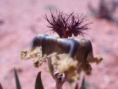 Ferraria variabilis