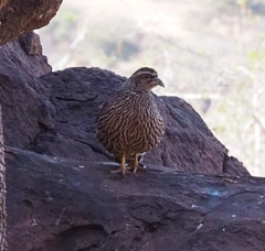 Pternistis hartlaubi
