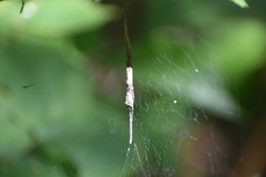 Cyrtophora cicatrosa