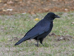 Corvus corone