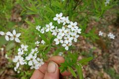 Spiraea thunbergii