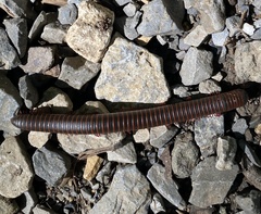 Myriapoda