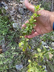 Brickellia cylindracea