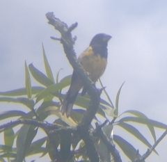 Pheucticus aureoventris