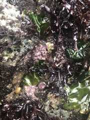 Chamberlainium tumidum