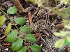 Leiocephalus carinatus