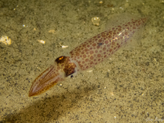 Loliginidae