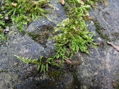 Rhynchostegium serrulatum