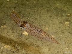 Loliginidae