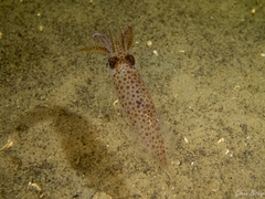 Loliginidae
