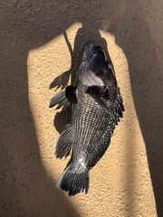 Centropristis striata