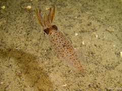 Loliginidae