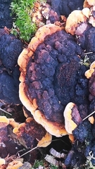 Gloeophyllum odoratum