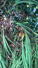 Crocosmia × crocosmiiflora