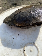 Lasmigona complanata