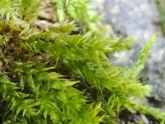 Rhynchostegium serrulatum