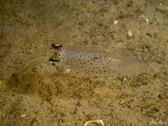 Loliginidae