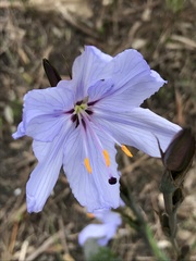 Aristea spiralis