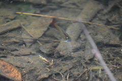 Aplocheilus lineatus