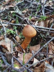 Cortinarius rubellus