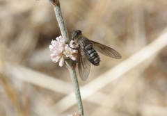 Chrysanthrax vanus