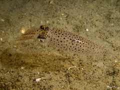 Loliginidae