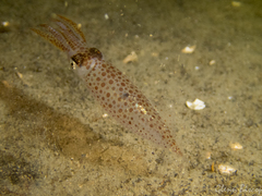 Loliginidae