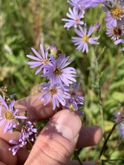 Symphyotrichinae