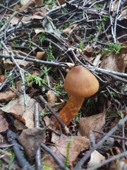 Cortinarius rubellus