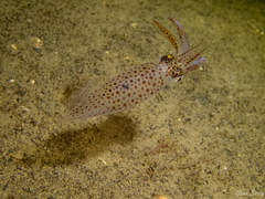 Loliginidae
