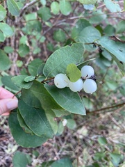 Symphoricarpos albus
