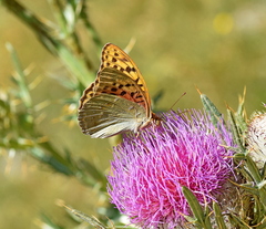 Argynnis pandora