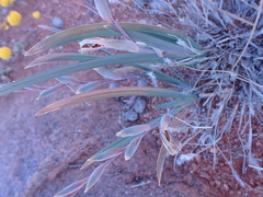 Gladiolus orchidiflorus
