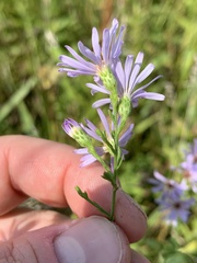 Symphyotrichinae