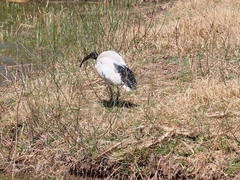 Threskiornis aethiopicus