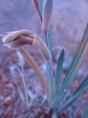 Gladiolus orchidiflorus
